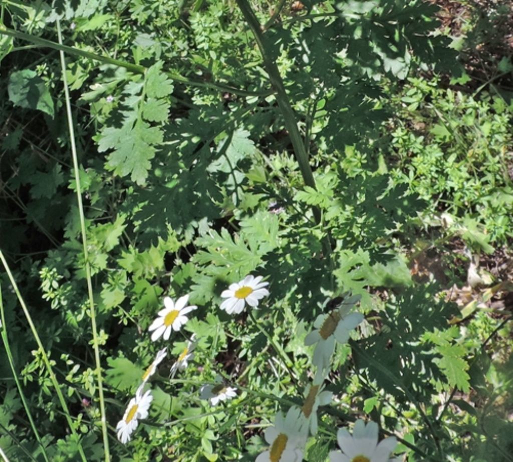 Tanacetum parthenium